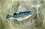 Gyotaku the Japanese art of fish printing